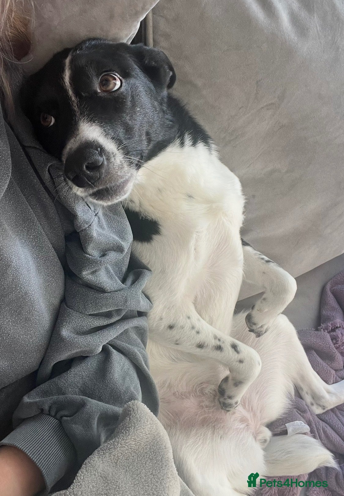 Mixed Breed dogs Looking for a loving new home - Advert 2