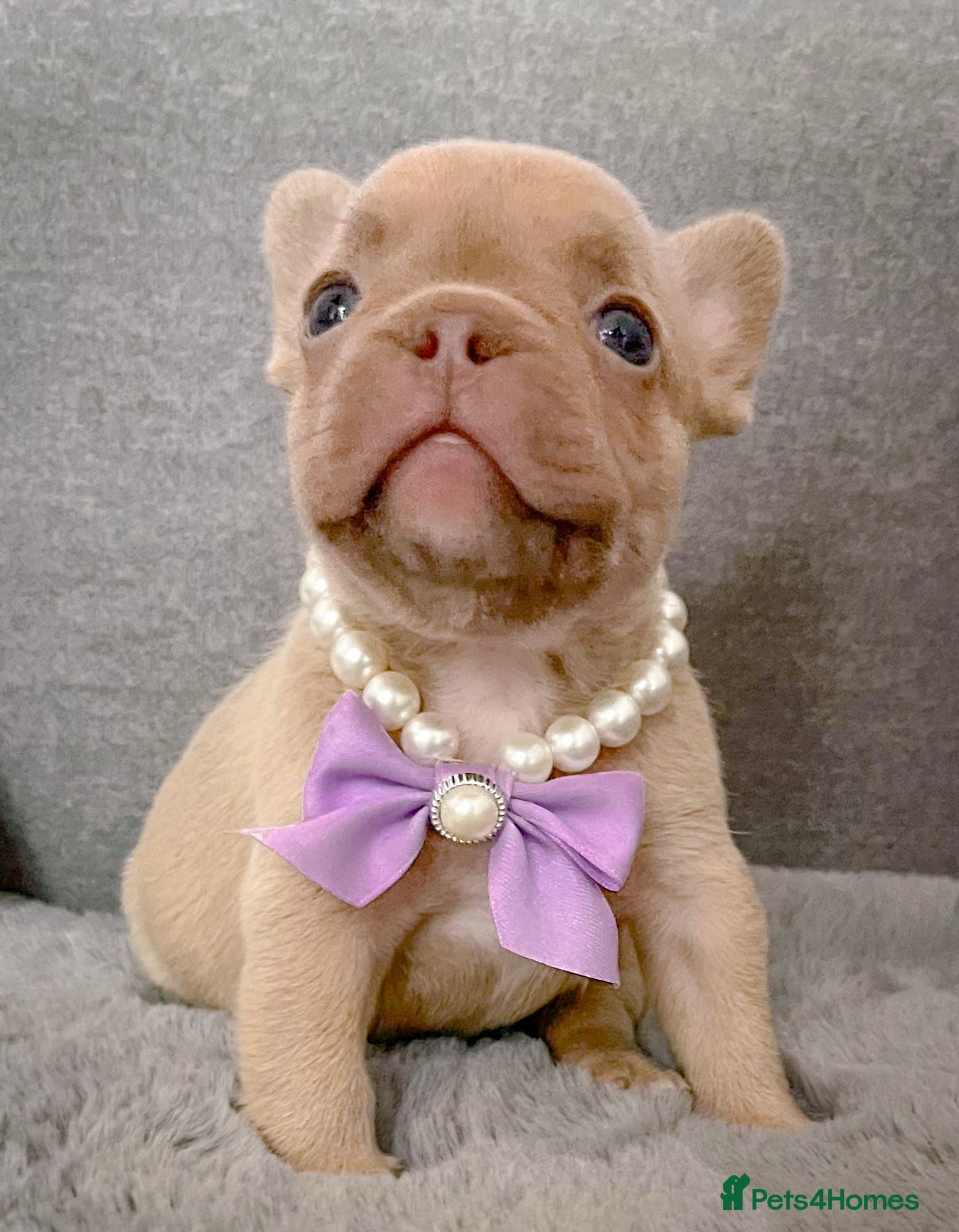 French Bulldog dogs for sale: Chunky puppies in Grays - Advert 8