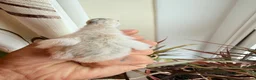 Guinea Fowl poultry for sale: Guinea fowl for sale in Dorchester - Advert 2