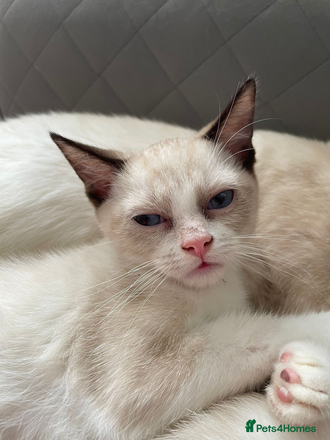 Ragdoll cats for sale: 2 Males Ragdoll Kittens Ready Today offers welcome in Purley - Image 9
