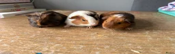 Guinea Pig rodents for sale: Stunning baby make guinea pigs  - Advert 3