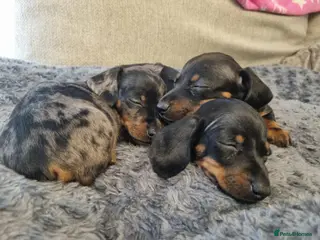 Dachshund dogs 3 female miniature Daschunds - Advert 1