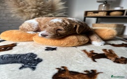 Cockapoo dogs for sale: Not Just Any Cockapoo Puppies – The Special Few - Image 30
