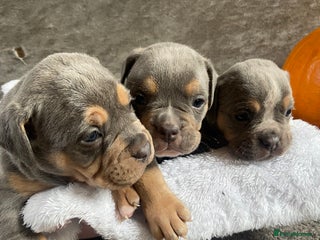 Dorset Olde Tyme Bulldogge dogs - Advert 2