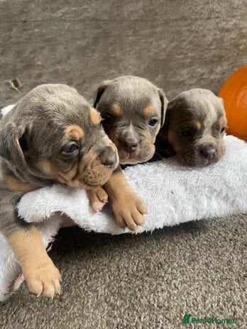 Dorset Olde Tyme Bulldogge dogs - Advert 1
