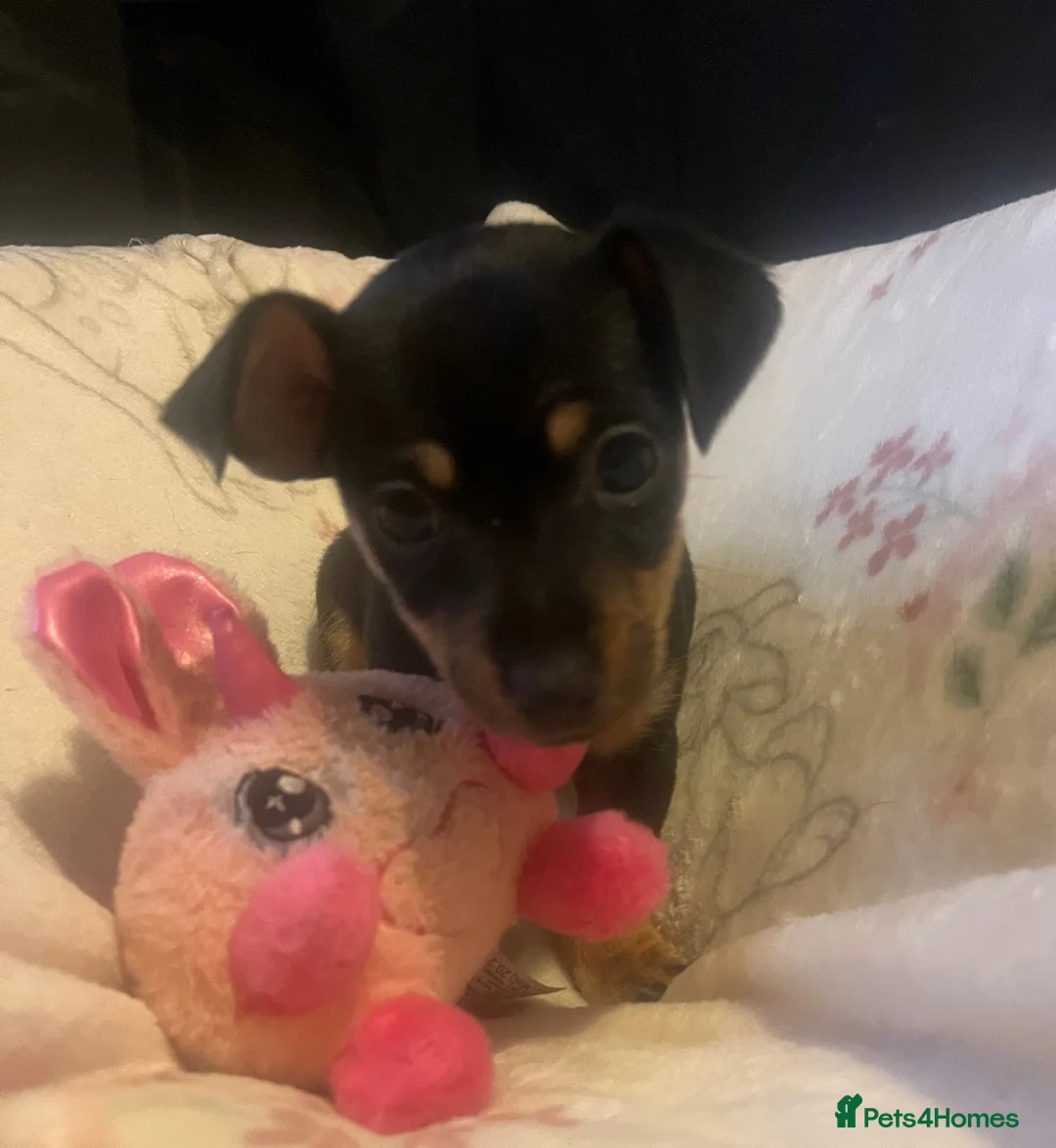 Jack Russell dogs for sale: Miniature rare natural bobtailed jack Russells - Advert 10