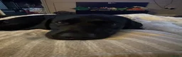 Labrador Retriever dogs for sale: Black lab  - Advert 2