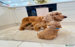 Cockapoo dogs for sale: Gorgeous F1A cockerpoos - Image 13