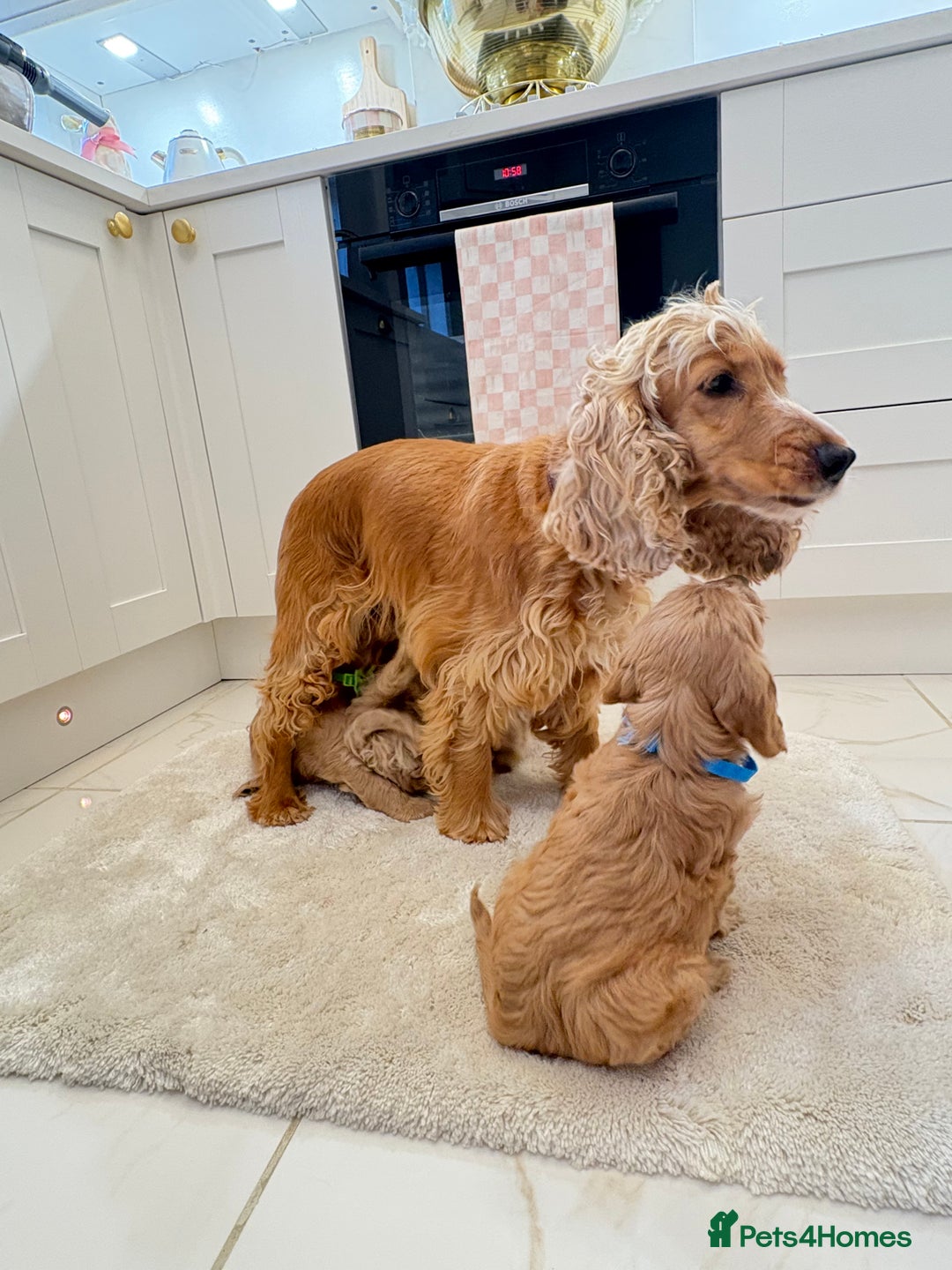 Cockapoo dogs for sale: Gorgeous F1A cockerpoos - Image 13