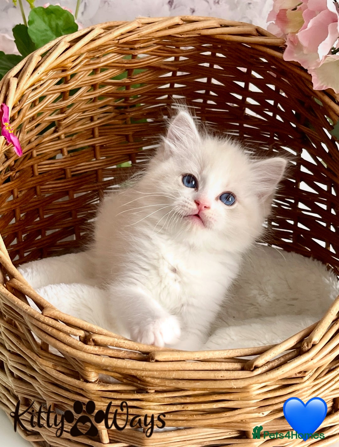 Ragdoll cats for sale: 🐾🩷*TICA REG* LYNX TABBY EU RAGDOLL KITTENS🩵🐾 - Image 17