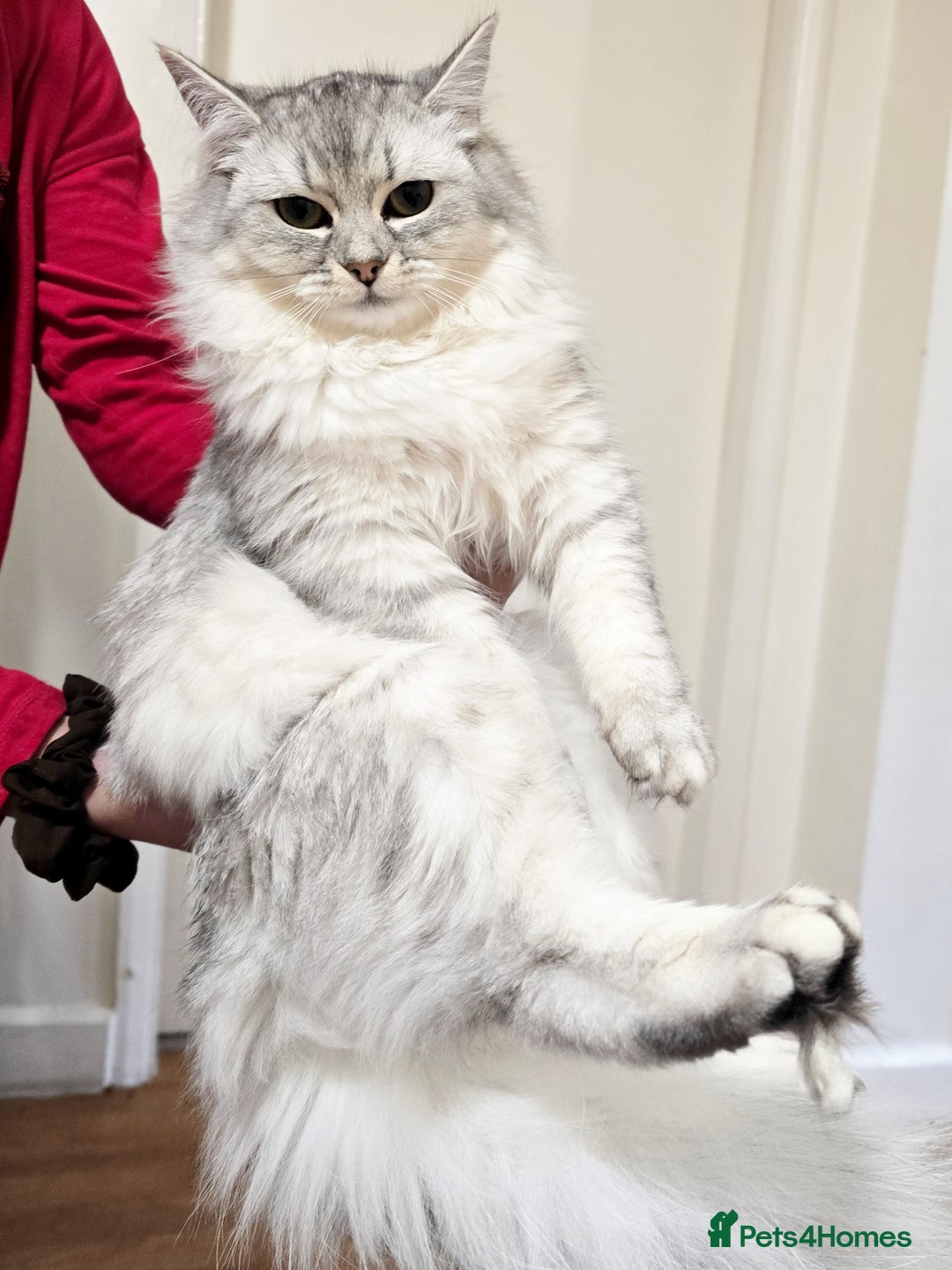 Persian cats for sale: 2 Persian Cats - Advert 3