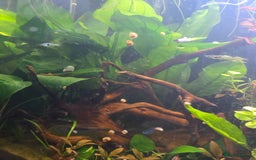 Snails fish for sale: Little Ramshorn snail babies  - Image 2