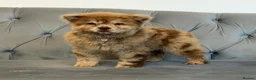 Chow Chow dogs for sale: Stunning exotic colour chowski puppies for sale  - Advert 13