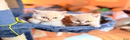 British Shorthair cats for sale: British Shorthair Kittens - One Cream Male Left! - Advert 4