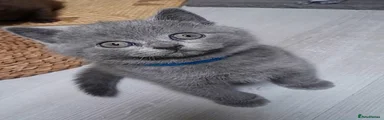 British Shorthair 1