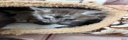 Maine Coon cats for sale: Polydactyl Maine coon kittens  - Advert 5