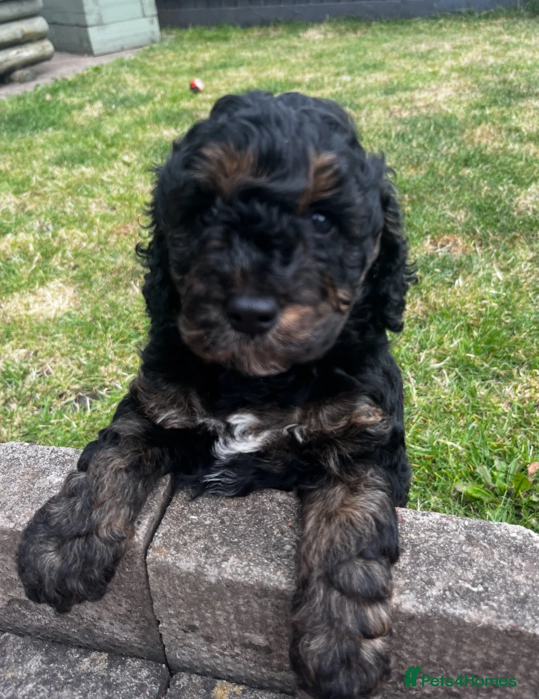 Cockapoo dogs for sale: Tri cockpoo in Birmingham - Advert 6
