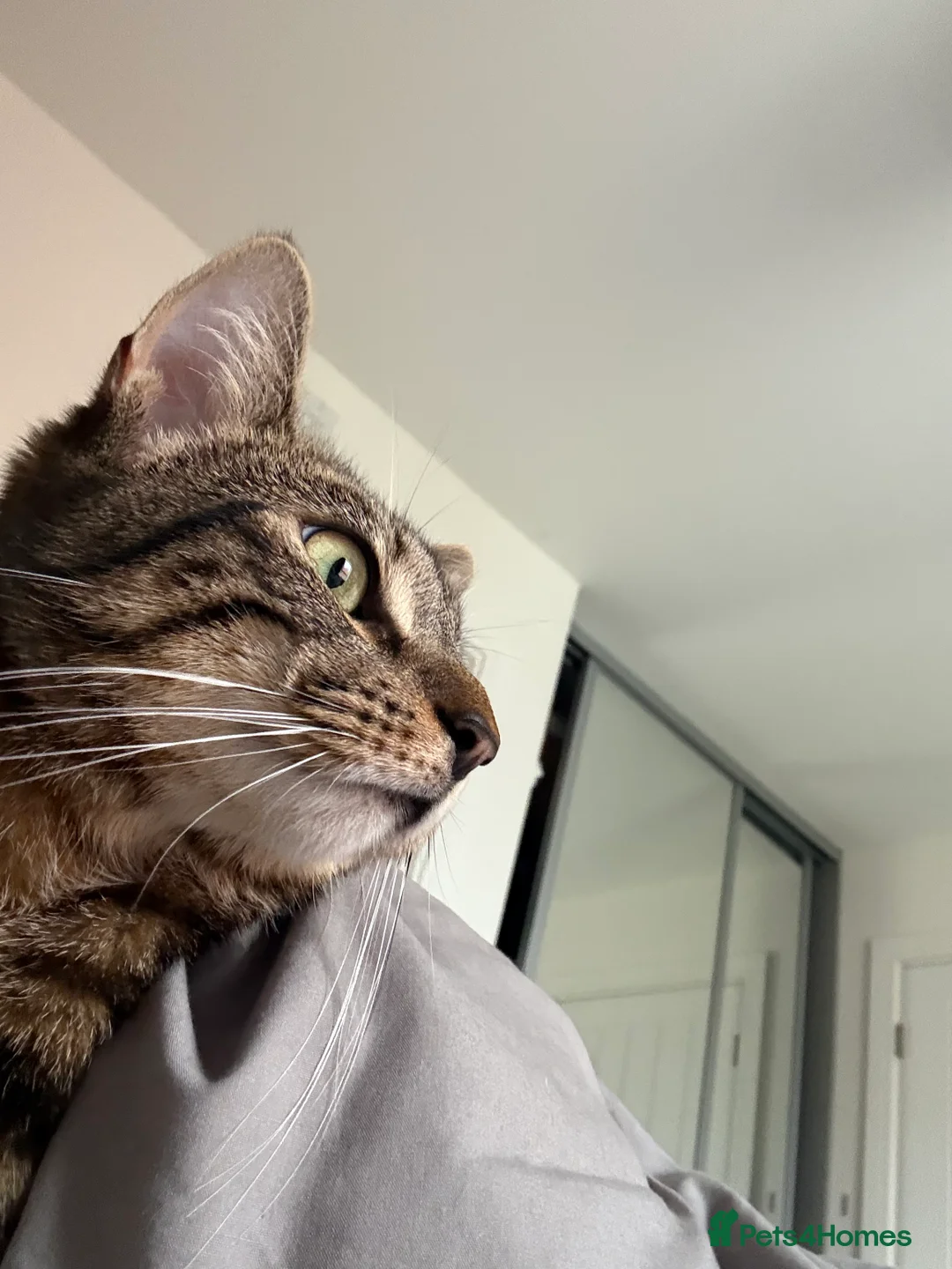 British Shorthair cats for sale: Stormi  1 Year Old Cat Looking 4 a Loving Home in Milton Keynes - Advert 5