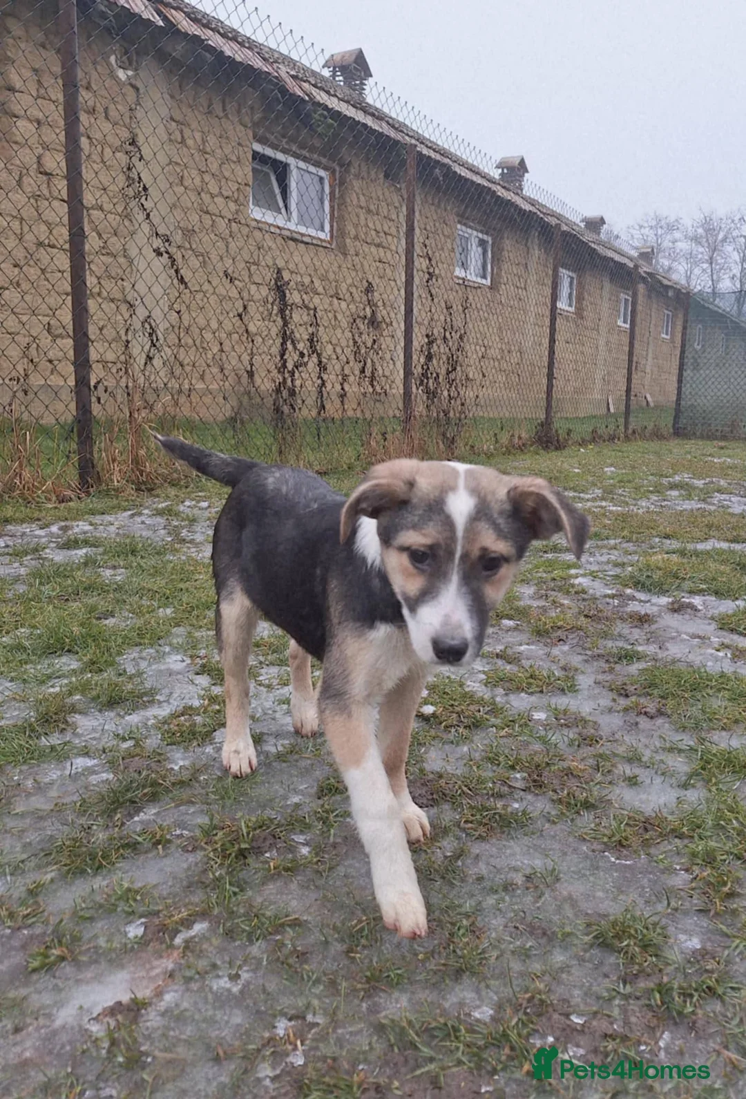 Mixed Breed dogs for adoption: Gouda for adoption - Advert 5