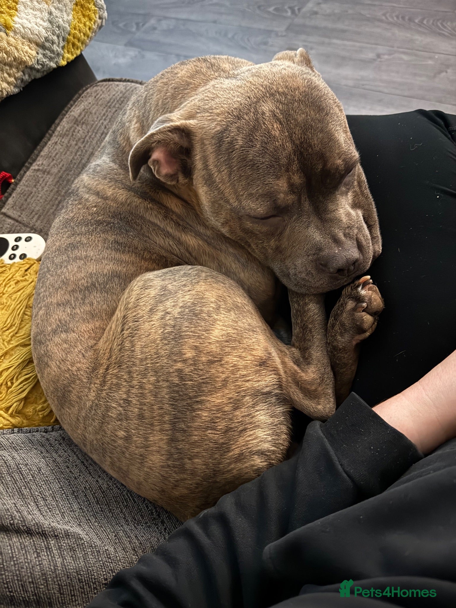 Mixed Breed dogs Staffie cross cane corso pups  - Advert 2