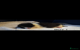 Mixed Breed cats for sale: Stunning  unique kittens  - Image 10