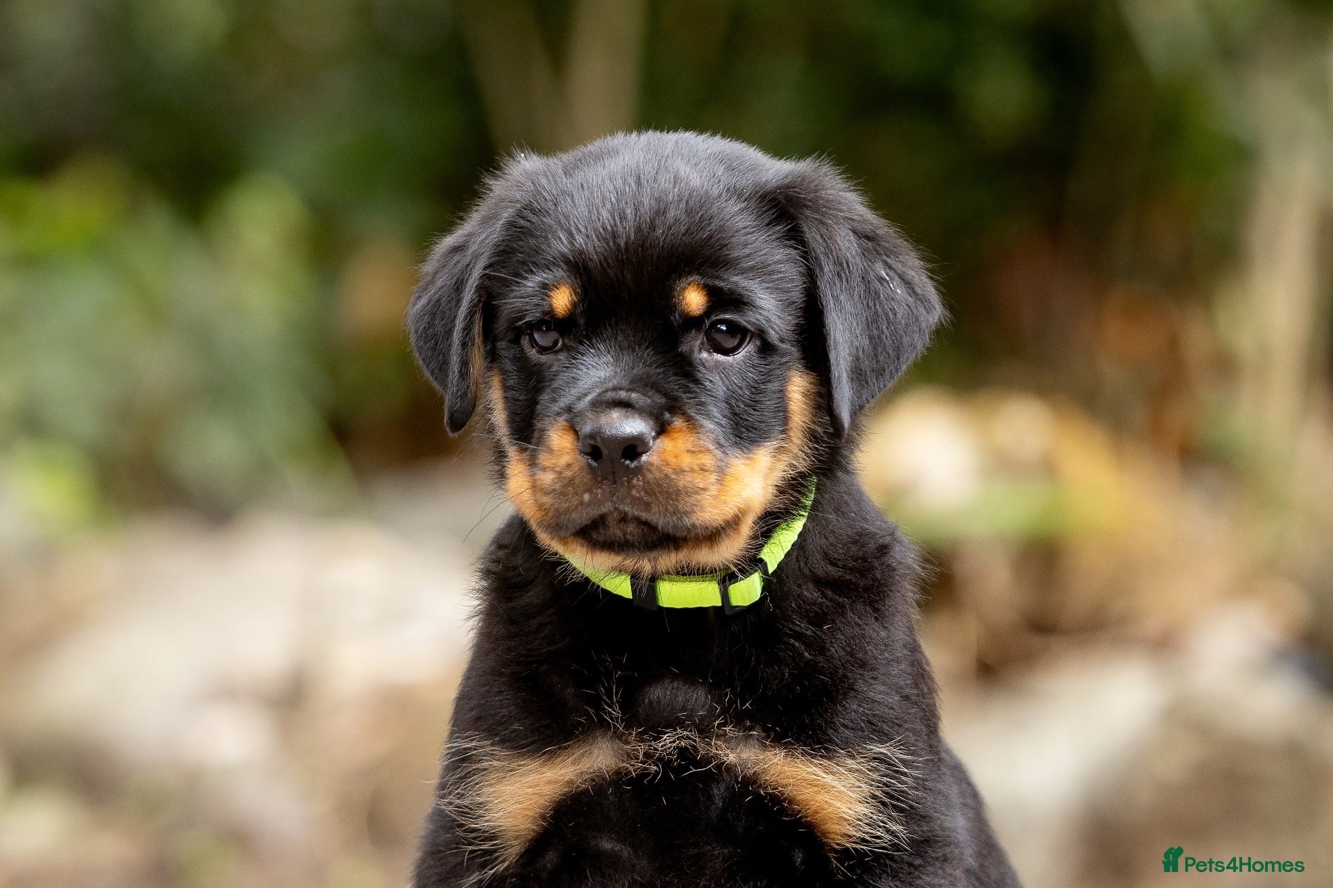 Rottweiler dogs Two Outstanding Males Ready To Leave Now - Advert 1