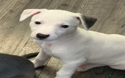 Whippet dogs for sale: KC Registered Whippet Puppies - Image 25