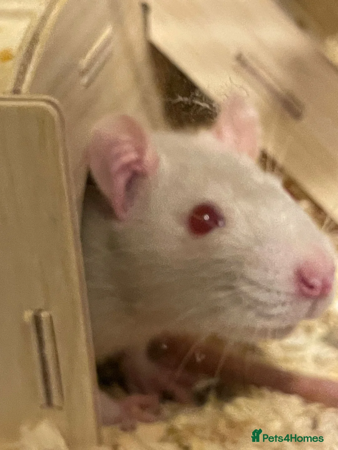 Rat rodents for sale: 2 rats, cage and extra in Ilminster - Advert 2