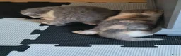 British Shorthair cats for sale: Gccf registered.Superb. Outstanding champions line - Advert 5