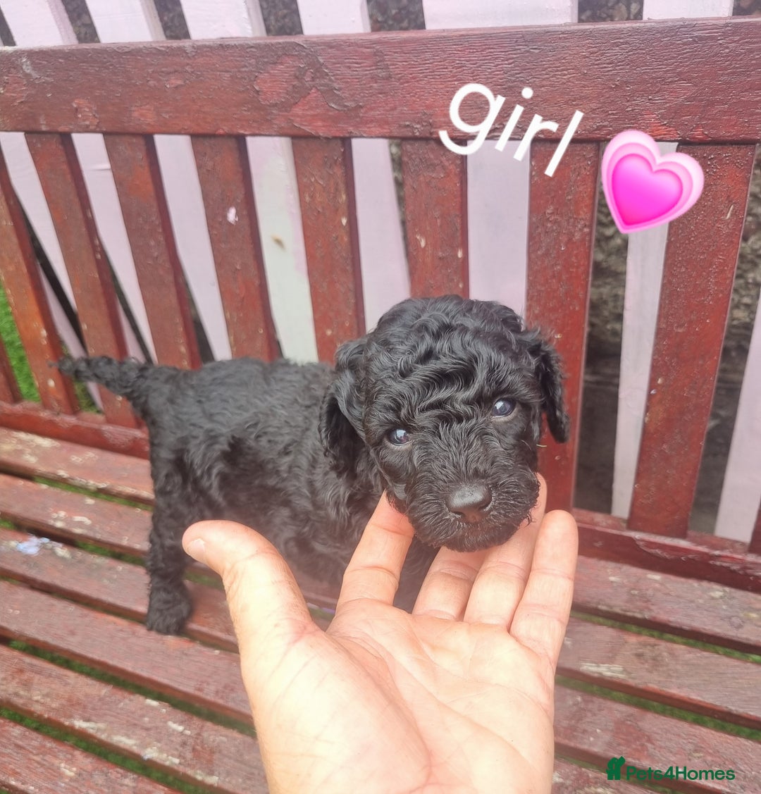 Miniature Poodle dogs for sale: Miniture poodle  - Image 7