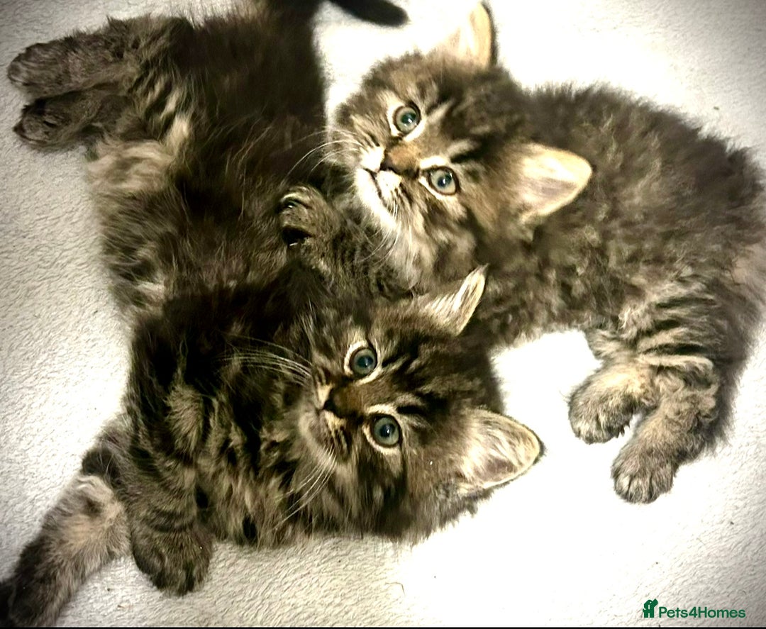 Mixed Breed cats for sale: Persian and British shorthair kittens for sale - Image 2