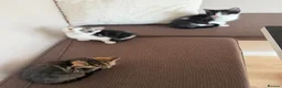 Mixed Breed cats for sale: Kittens for sale in Stevenage - Advert 4