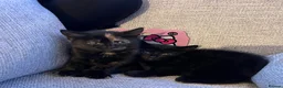 Domestic Shorthair cats for sale: Kittens ready to leave for their new homes  - Advert 11