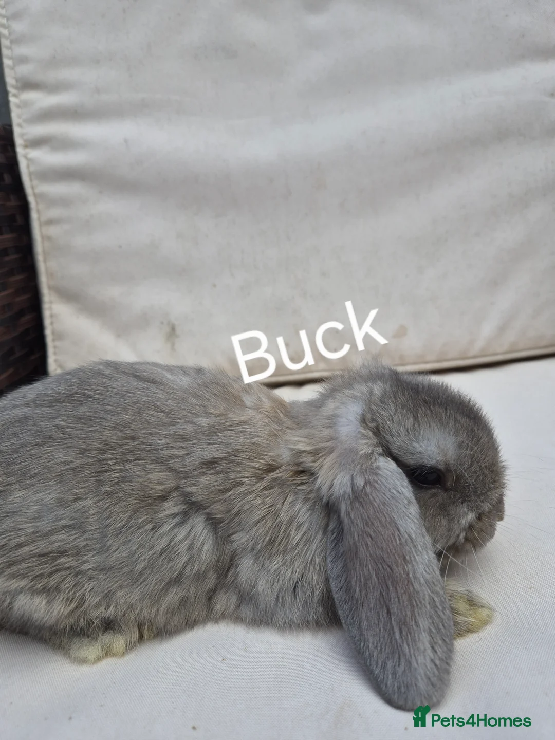 Mini Lop rabbits for sale:  Baby Mini Lop Rabbits-Ready for Their New Homes  - Advert 6