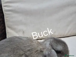 Mini Lop rabbits Baby Mini Lop Rabbits-Ready for Their New Homes - Advert 6