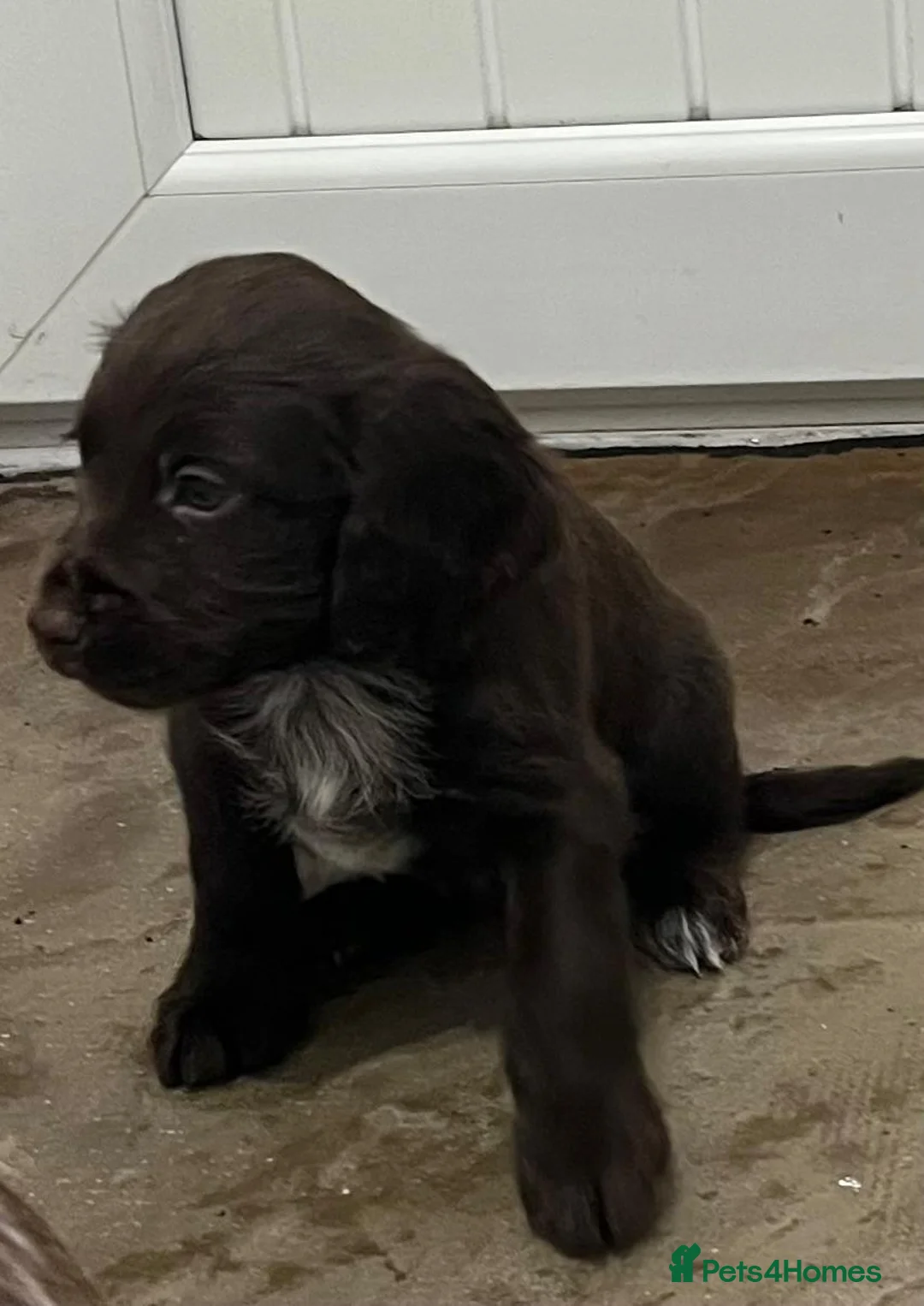 Cocker Spaniel dogs for sale: Cocker spaniels - Advert 8