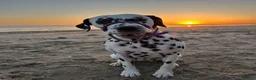 Dalmatian dogs for sale:  Harley, the enchanting half-Aussie is due soon. in Stafford - Advert 5
