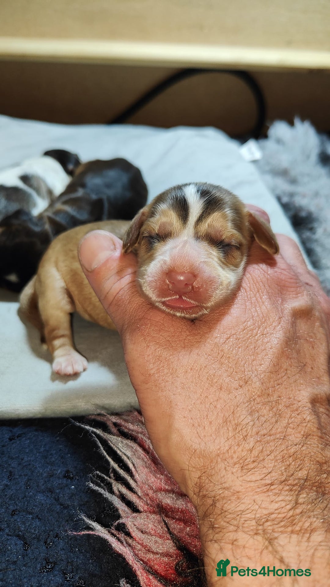 Cocker Spaniel dogs for sale: KC Registered Cocker Spaniels ready for Christmas - Image 23