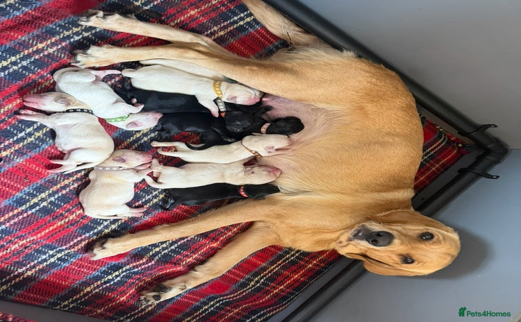 Goldador dogs - Advert 8