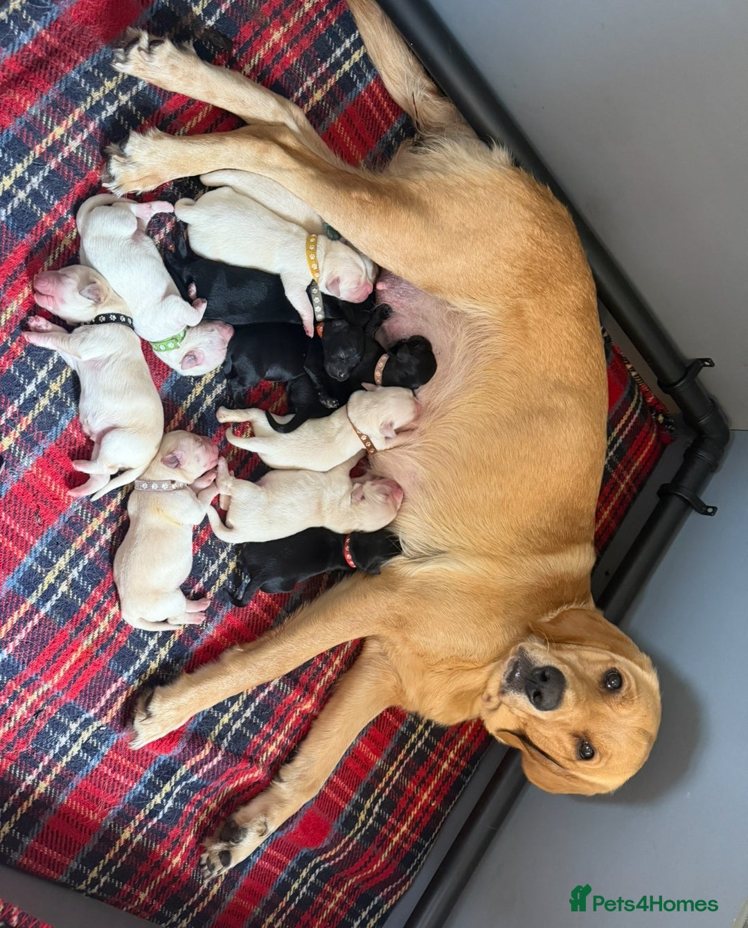 Goldador dogs for sale: 10x Family reared gorgeous Goldador Puppies - Image 1