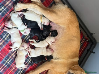 Goldador dogs 10x Family reared gorgeous Goldador Puppies - Advert 2