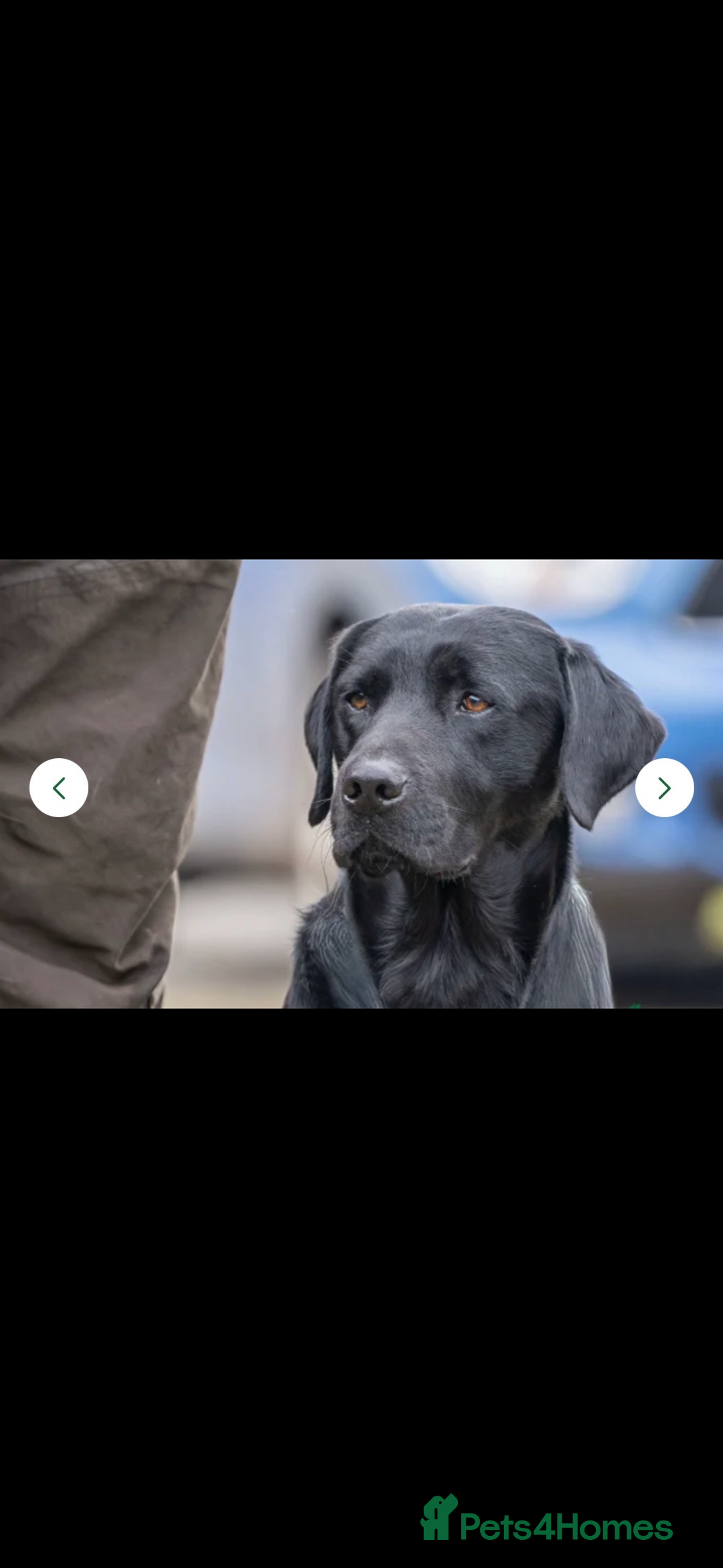 Labrador Retriever dogs for sale: Velvet black old English Labrador puppies  - Advert 16