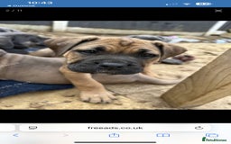 Mastiff dogs for sale: Mastiffs pups in Bury Saint Edmunds - Image 25