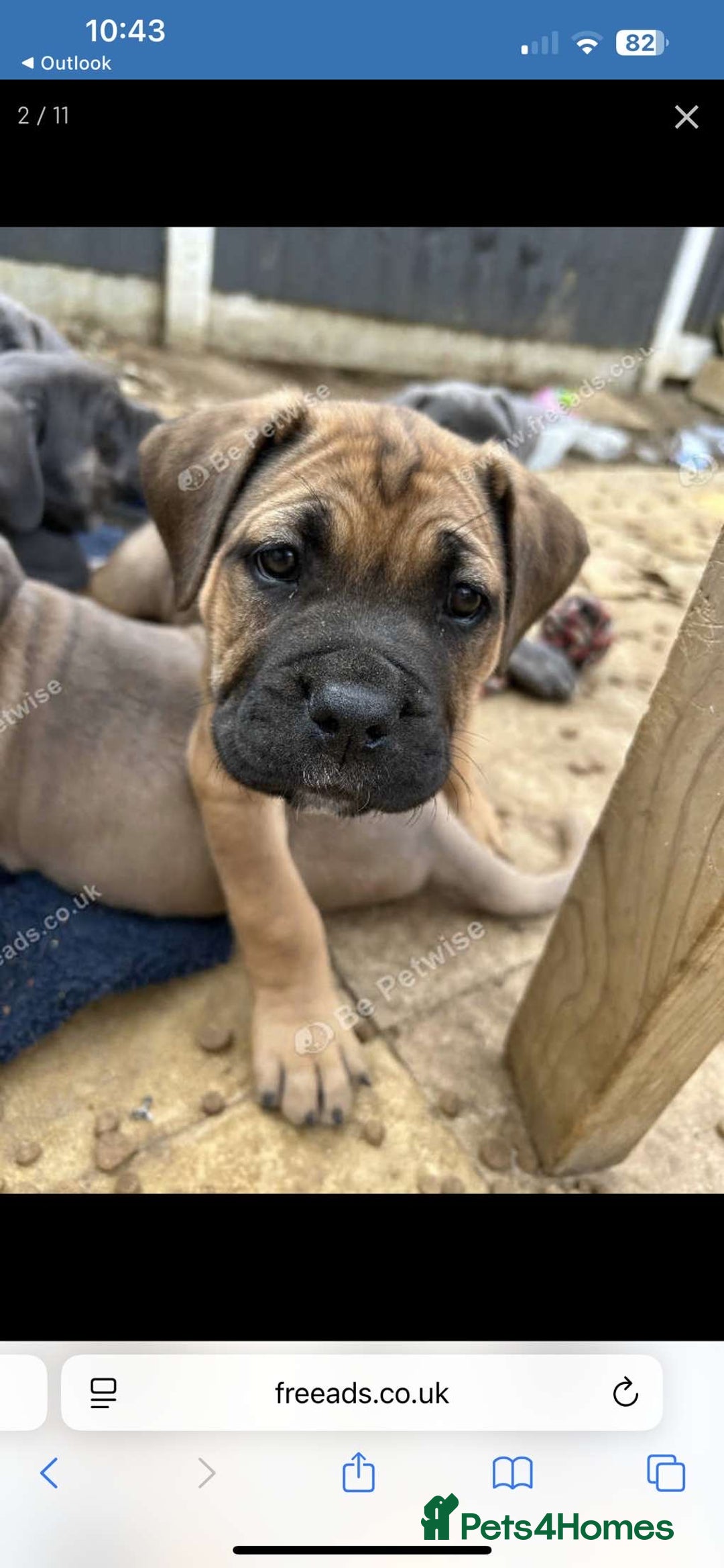 Mastiff dogs for sale: Mastiffs pups in Bury Saint Edmunds - Image 25