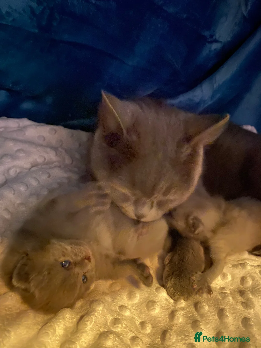 British Shorthair cats for sale: Gorgeous Pedigree Blue British Shorthair  - Advert 2