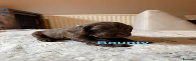 Cocker Spaniel 5