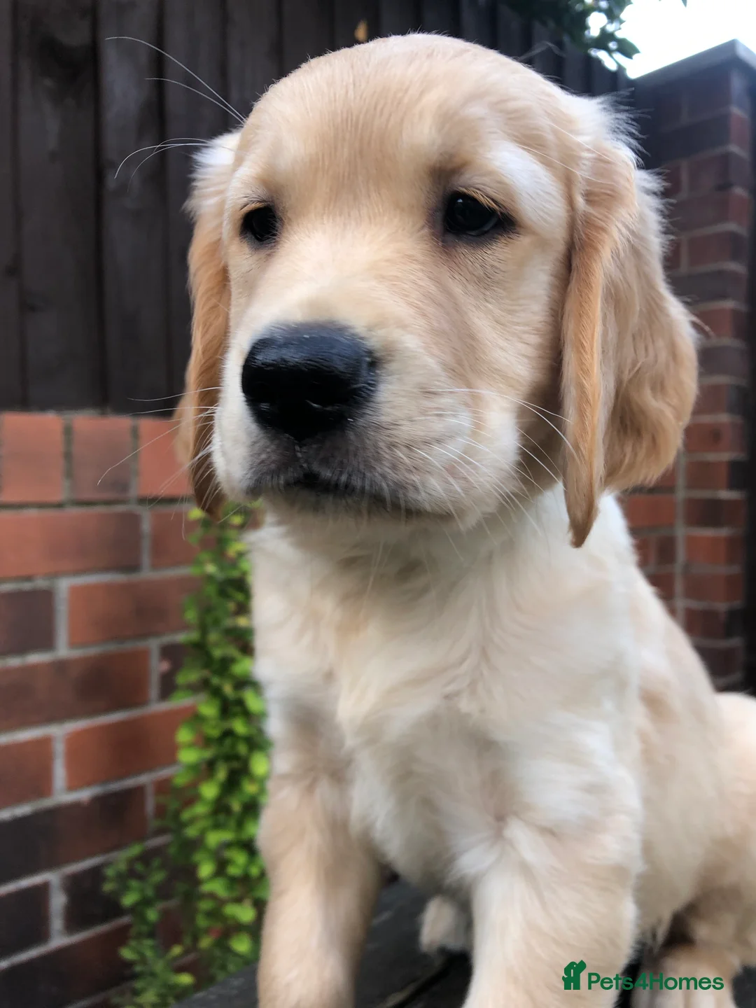 Golden Retriever dogs for sale: KC Reg Dark Red Golden Retriever-100% DNA Tested - Advert 2