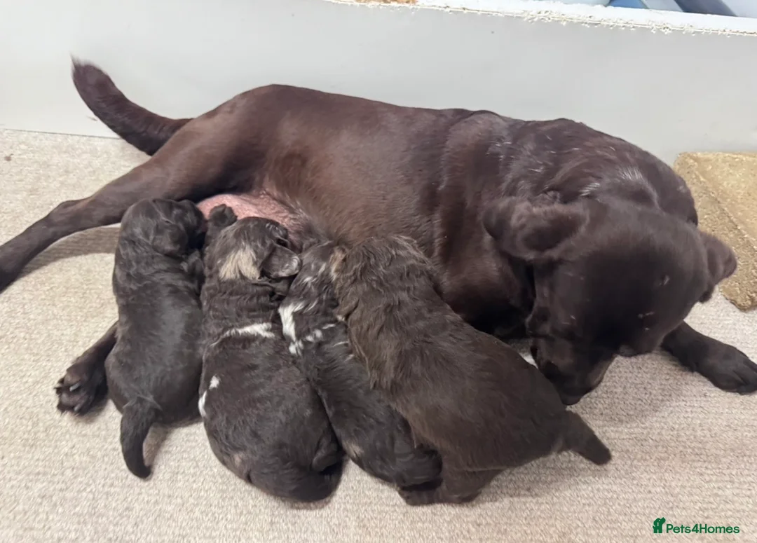 Labradoodle dogs for sale: Chocolate & chocolate Merle Labradoodles 🐾🐾🐾 - Advert 17