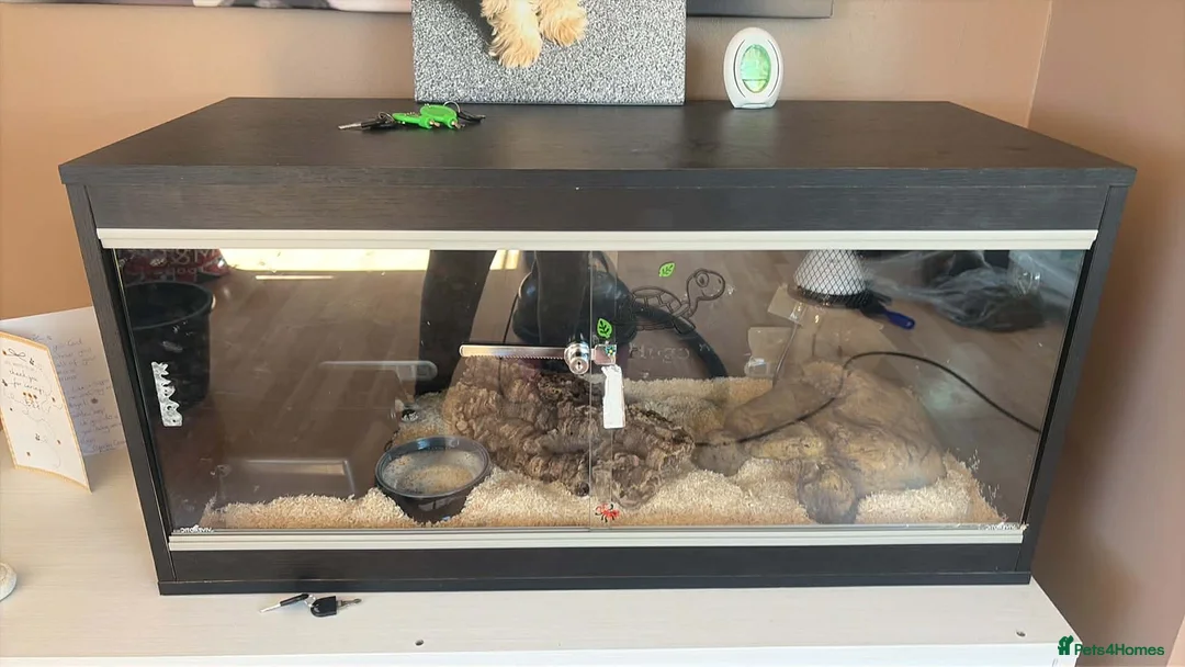 King Snake reptiles for sale: Stunning king snake - Advert 2