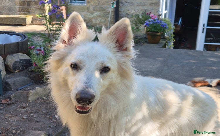 White Swiss Shepherd dogs - Advert 1